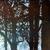 Forest at Dusk, Acrylic on Canvas, 20"x10"