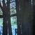 Forest 2, Acrylic on Canvas, 56"x66"