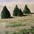 Five Cedars, Acrylic on Canvas, 20"x16", Private Collection, Denver, Colorado