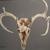 Deer Skull with Fur, Acrylic on Canvas, 20"x16", Private Collection, Barryman, Missouri